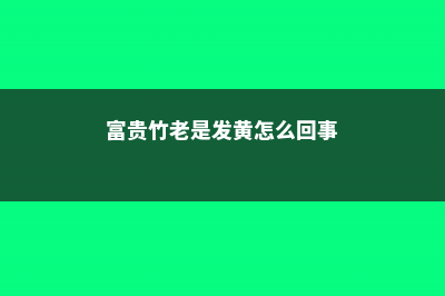 富贵竹一养就黄叶？喷喷水加点料，叶片立马绿油油！ (富贵竹老是发黄怎么回事)