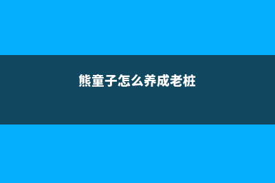 熊童子怎么爆盆 (熊童子怎么养成老桩)