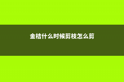 金桔什么时候剪枝 (金桔什么时候剪枝怎么剪)