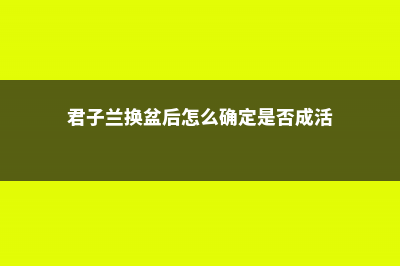 君子兰换盆后怎么养 (君子兰换盆后怎么确定是否成活)