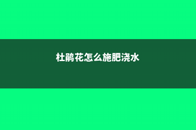 杜鹃花怎么施肥 (杜鹃花怎么施肥浇水)