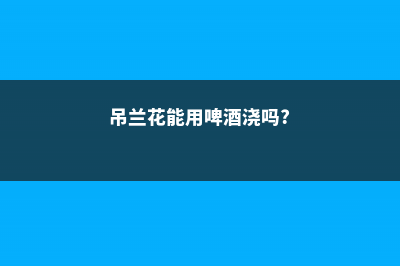 吊兰能用啤酒浇吗 (吊兰花能用啤酒浇吗?)