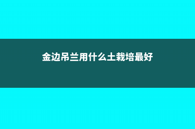 金边吊兰用什么肥好 (金边吊兰用什么土栽培最好)