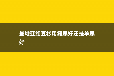 曼地亚红豆杉用什么土壤 (曼地亚红豆杉用猪屎好还是羊屎好)