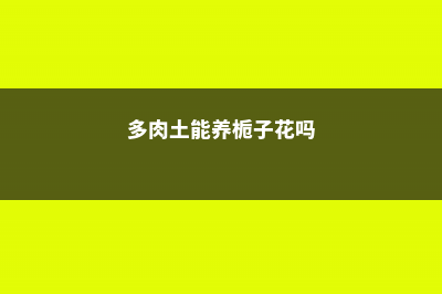 栀子多肉…猛灌1种饮料，1根枝冒40个花苞！ (多肉土能养栀子花吗)