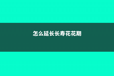 怎么延长长寿花的花期 (怎么延长长寿花花期)