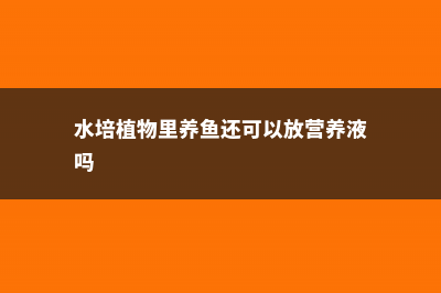 水培瓶里放条鱼，根肥叶绿不招虫！ (水培植物里养鱼还可以放营养液吗)