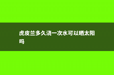 虎皮兰多久浇一次水 (虎皮兰多久浇一次水可以晒太阳吗)