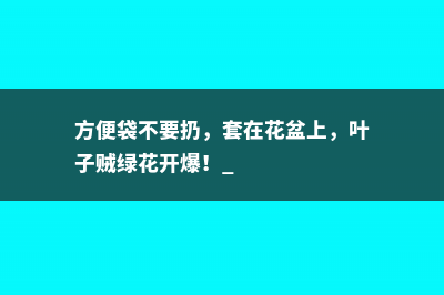 方便袋不要扔，套在花盆上，叶子贼绿花开爆！ 