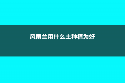 风雨兰用什么土 (风雨兰用什么土种植为好)