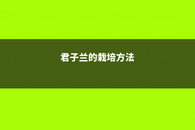 君子兰一年长几个叶 (君子兰的栽培方法)