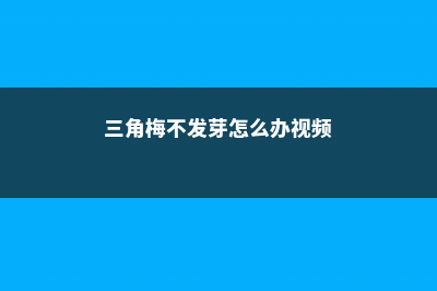 三角梅不发芽怎么处理 (三角梅不发芽怎么办视频)