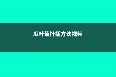 瓜叶菊怎么扦插 (瓜叶菊扦插方法视频)