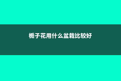 栀子花用什么盆养 (栀子花用什么盆栽比较好)