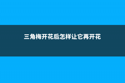 三角梅开花后怎样修剪 (三角梅开花后怎样让它再开花)