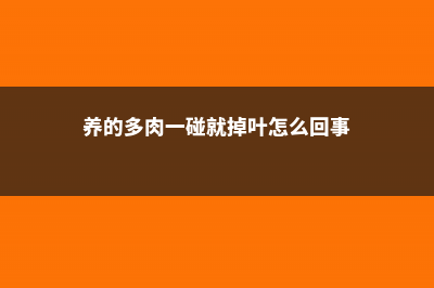 一见多肉误终生，从此钱包全掏空！ (养的多肉一碰就掉叶怎么回事)