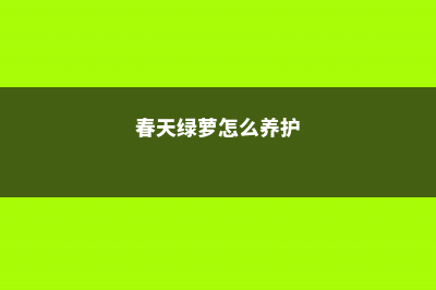 春天绿萝怎么养 (春天绿萝怎么养护)