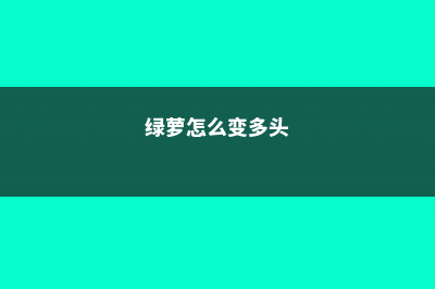 一根绿萝如何变成一盆 (绿萝怎么变多头)