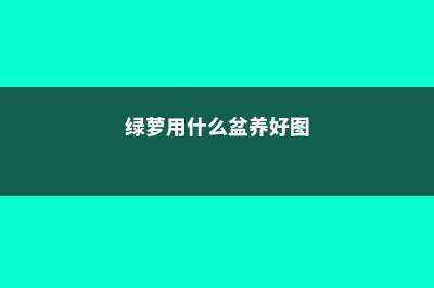 绿萝用什么盆养好 (绿萝用什么盆养好图)