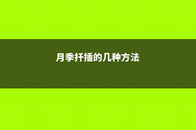 3种月季扦插方法，学会1种，100％插活！ (月季扦插的几种方法)