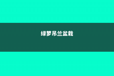 绿萝吊兰…千万别这么养，否则像打了激素，盆都撑爆了！ (绿萝吊兰盆栽)