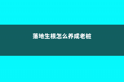 落地生根怎么养才能开花 (落地生根怎么养成老桩)