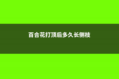 百合花可以打顶吗 (百合花打顶后多久长侧枝)