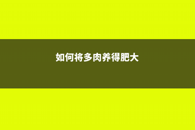 想把多肉养肥？先饿它几顿，居然乖乖长胖了！ (如何将多肉养得肥大)