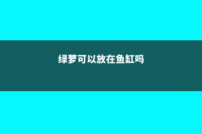 绿萝可以放在鱼缸里养吗 (绿萝可以放在鱼缸吗)