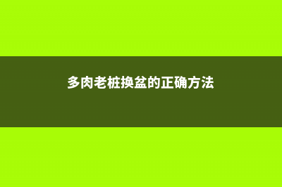 多肉老桩换盆，只需1根镊子1把毛刷，茎干越长越壮实！ (多肉老桩换盆的正确方法)