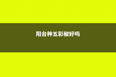 阳台种五彩椒，熊孩子以为是樱桃，竟然给偷走了！ (阳台种五彩椒好吗)