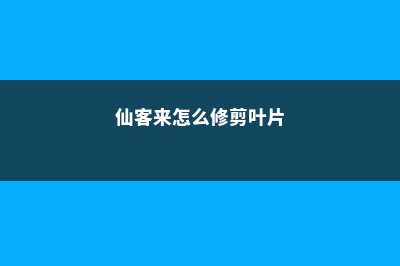 仙客来怎么修剪 (仙客来怎么修剪叶片)