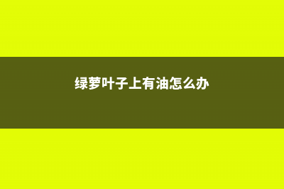 绿萝像刷了绿油漆，人见人夸，秘密竟是...一学就会！ (绿萝叶子上有油怎么办)