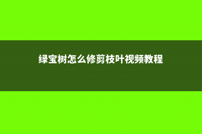 绿宝树怎么修剪 (绿宝树怎么修剪枝叶视频教程)