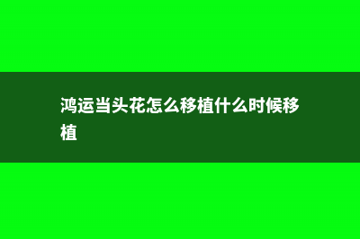 鸿运当头花怎么养才红 (鸿运当头花怎么移植什么时候移植)