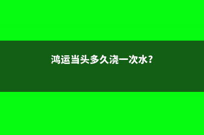 鸿运当头多久浇一次水 (鸿运当头多久浇一次水?)