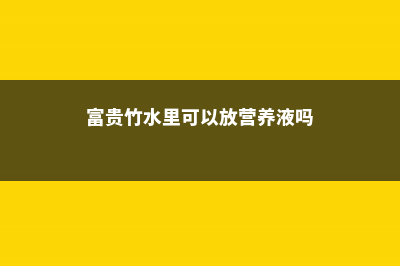 富贵竹水里可以养鱼吗 (富贵竹水里可以放营养液吗)