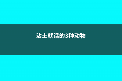 沾土就活的3种花，给点儿肥，秒变1米大花球，养都养不死！ (沾土就活的3种动物)