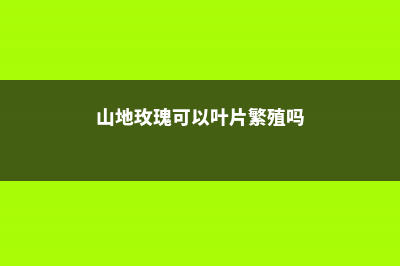 山地玫瑰可以叶插吗 (山地玫瑰可以叶片繁殖吗)