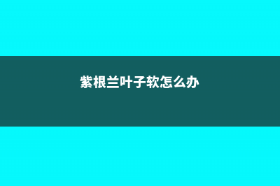 紫根兰烂根怎么办 (紫根兰叶子软怎么办)