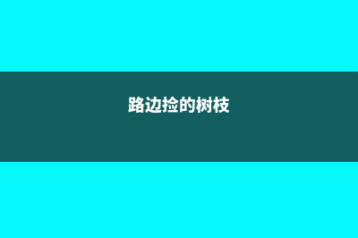 路边捡的树桩，养了1个月，竟然卖了10万块！ (路边捡的树枝)