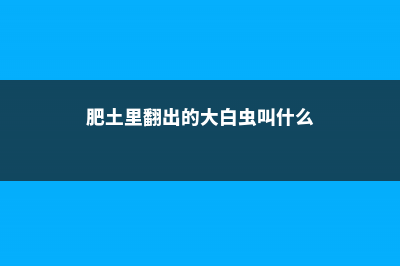 土里撒点“肥王”，不用花钱买，花嗷嗷长！ (肥土里翻出的大白虫叫什么)