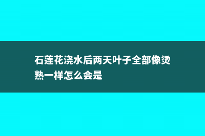 石莲花怎么浇水 (石莲花浇水后两天叶子全部像烫熟一样怎么会是)