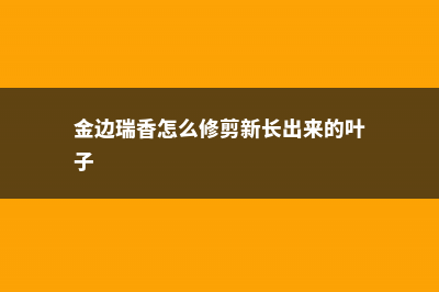 金边瑞香怎么修剪 (金边瑞香怎么修剪新长出来的叶子)