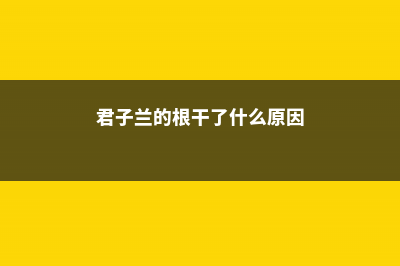 君子兰根上抹点它，变成群兰挤满盆，开花太惊艳了！ (君子兰的根干了什么原因)