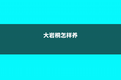 大岩桐怎么养长得旺盛 (大岩桐怎样养)