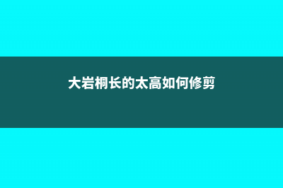 大岩桐怎么延长花期 (大岩桐长的太高如何修剪)