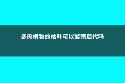 多肉植物的枯叶怎么处理 (多肉植物的枯叶可以繁殖后代吗)