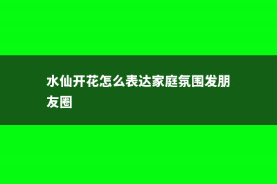 水仙开花前怎么养护 (水仙开花怎么表达家庭氛围发朋友圈)