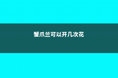 蟹爪兰开成2米花树，太阳花养成老桩，1招就搞定！ (蟹爪兰可以开几次花)